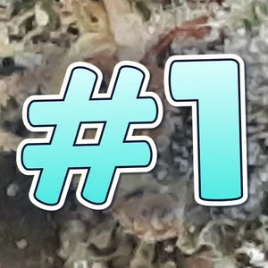#1 Cannabis Strain