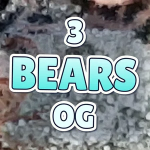 3 Bears OG Cannabis Strain