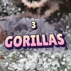 3 Gorillas Cannabis Strain