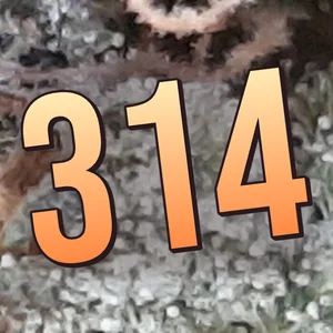 314 Cannabis Strain