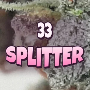 33 Splitter Cannabis Strain