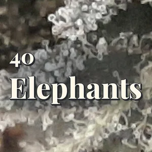40 Elephants Cannabis Strain