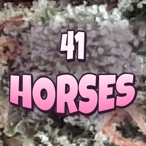 41 Horses Cannabis Strain