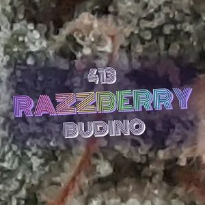 413 Razzberry Budino Cannabis Strain