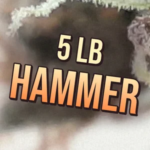 5 LB Hammer Cannabis Strain