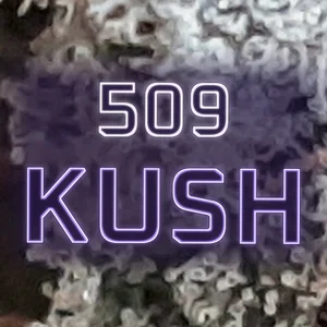 509 Kush Cannabis Strain