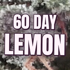 60 Day Lemon Cannabis Strain