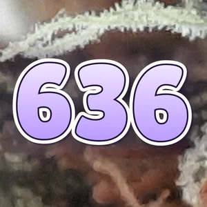 636 Cannabis Strain