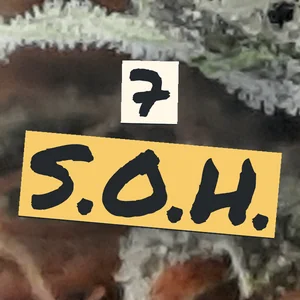 7 S.O.H. Cannabis Strain