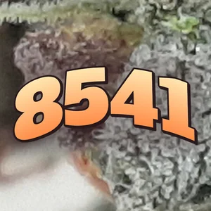 8541 Cannabis Strain