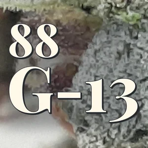 88 G-13 Cannabis Strain