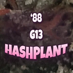 ‘88 G13 Hashplant Cannabis Strain