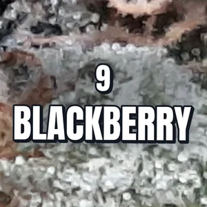 9 Blackberry Cannabis Strain