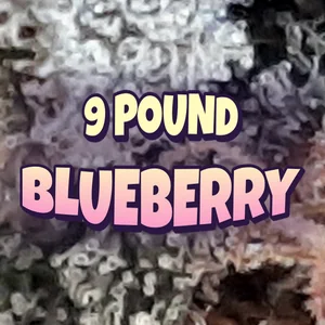 9 Pound Blueberry Cannabis Strain