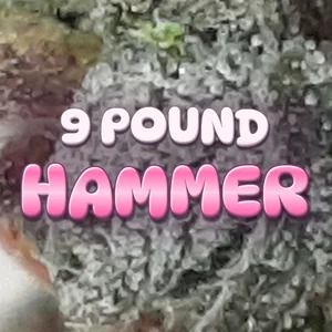 9 Pound Hammer Cannabis Strain