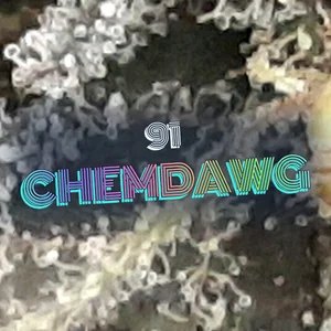 91 Chemdawg Cannabis Strain