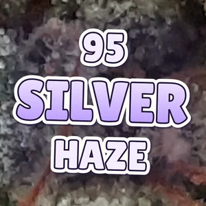 95 Silver Haze Cannabis Strain