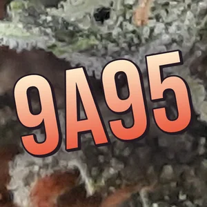 9a95 Cannabis Strain