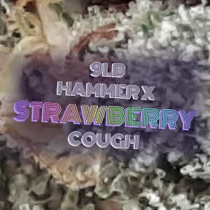 9lb Hammer x Strawberry Cough Cannabis Strain