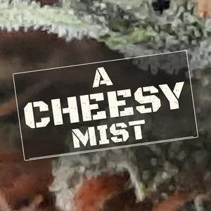 A Cheesy Mist Cannabis Strain