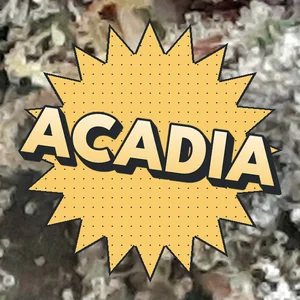 Acadia Cannabis Strain