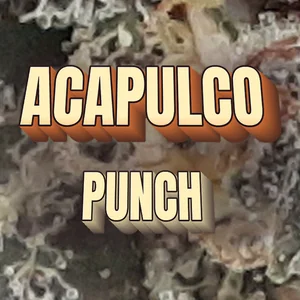 Acapulco Punch Cannabis Strain