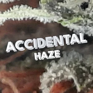 Accidental Haze Cannabis Strain