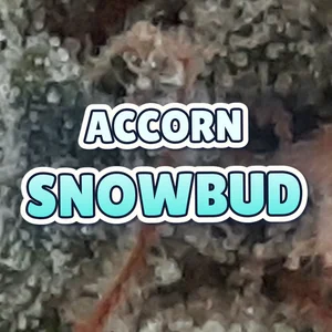 Accorn Snowbud Cannabis Strain