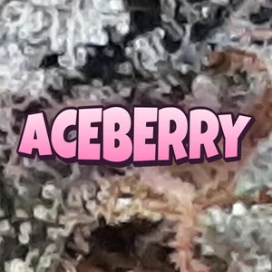 AceBerry Cannabis Strain