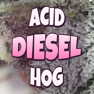 Acid Diesel Hog Cannabis Strain