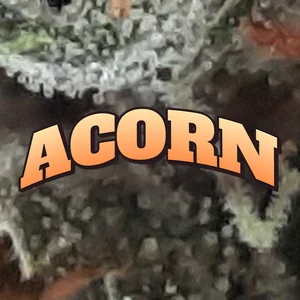 Acorn Cannabis Strain
