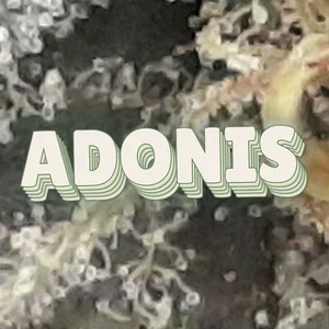 Adonis Cannabis Strain