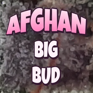 Afghan Big Bud Cannabis Strain