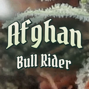 Afghan Bull Rider Cannabis Strain