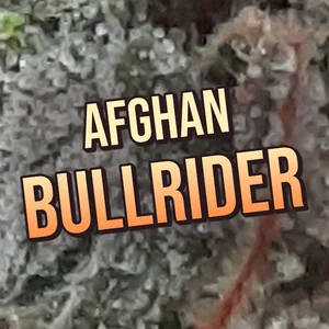 Afghan Bullrider Cannabis Strain