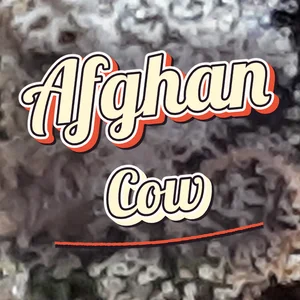 Afghan Cow Cannabis Strain