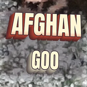 Afghan Goo Cannabis Strain