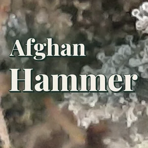 Afghan Hammer Cannabis Strain