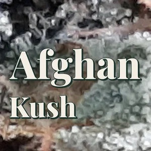 Afghan Kush Cannabis Strain