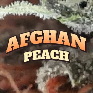 Afghan Peach Cannabis Strain