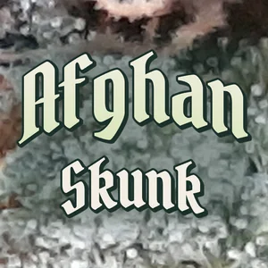 Afghan Skunk Cannabis Strain