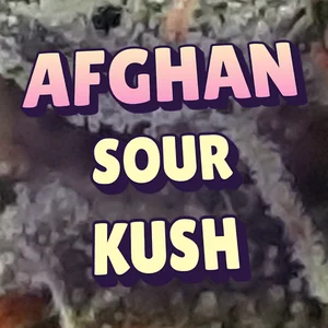 Afghan Sour Kush Cannabis Strain