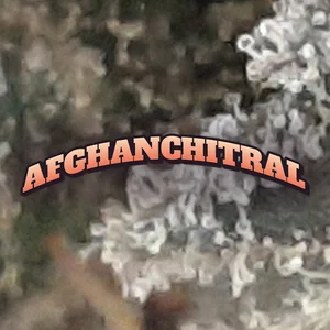 Afghanchitral Cannabis Strain