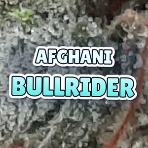 Afghani Bullrider Cannabis Strain