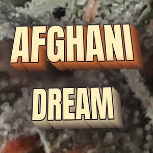 Afghani Dream Cannabis Strain
