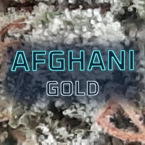 Afghani Gold Cannabis Strain