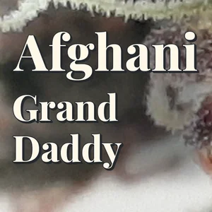 Afghani Grand Daddy Cannabis Strain