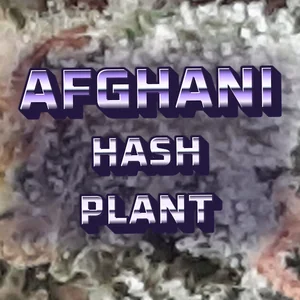 Afghani Hash Plant Cannabis Strain