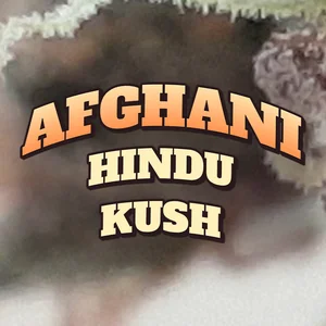 Afghani Hindu Kush Cannabis Strain