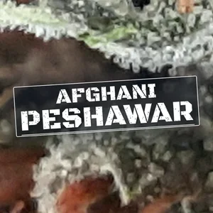 Afghani Peshawar Cannabis Strain